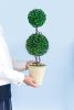 D7x22"H Two-Tiered Faux Boxwood Sphere Topiary in Cream Pot